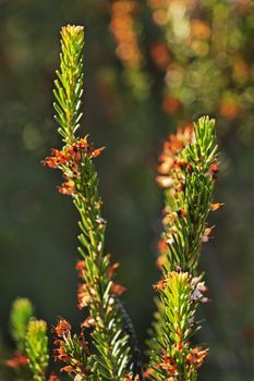 Twigs of th heath -erica-plant , small and very narrow leaves and several dry flowers , the background is green and out of focus , saturated colors ,