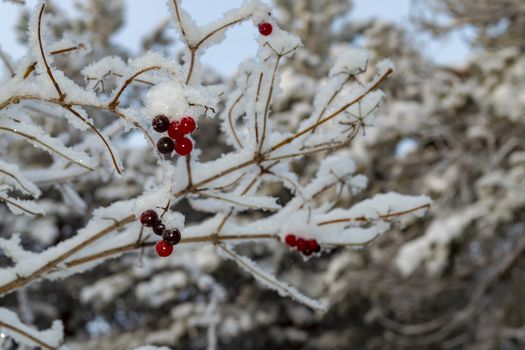 Wild ash berries in the winter forest. View from the front.