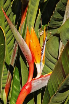 Fantastic bird of paradise flower -strelitzia reginae -the horizontal inflorescence  with orange sepals and blue-white petals