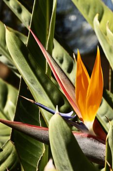 Fantastic bird of paradise flower -strelitzia reginae -the horizontal inflorescence  with orange sepals and blue-white petals 