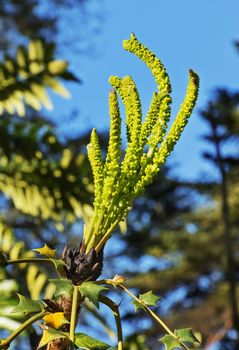 Beautiful yellow flowers of mahonia -berberis lomariifolia- in erect clusters , the plant is against the blue sky , impressive leaves shape