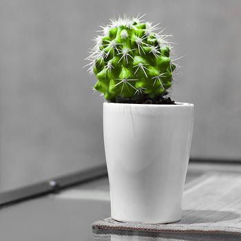 Cactus in white pot on gray background. Selective focus.