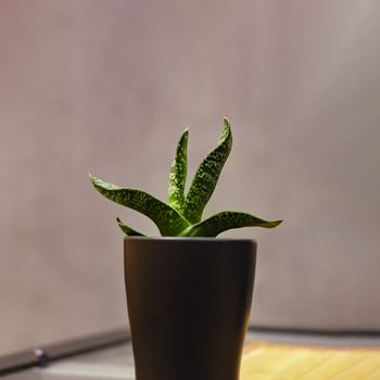 Aloe flower in a ceramic black pot. Front view.