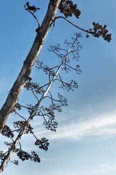 Branches of dry agave flowers  against the blue sky ,
