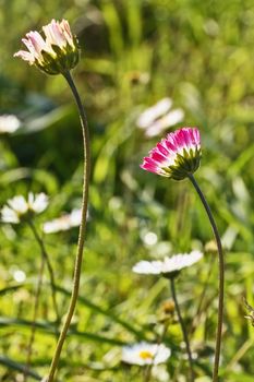 Two bright  daisies  in a sunny meadow , funny white petals almost closed  towards the sun , the background is green and out of focus , saturated colors ,