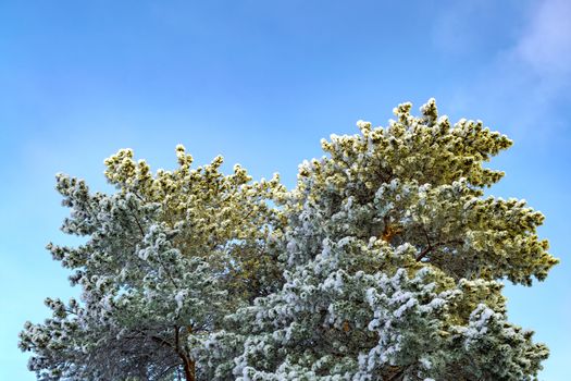 Branches of tall pine in snow against blue sky. View from bottom