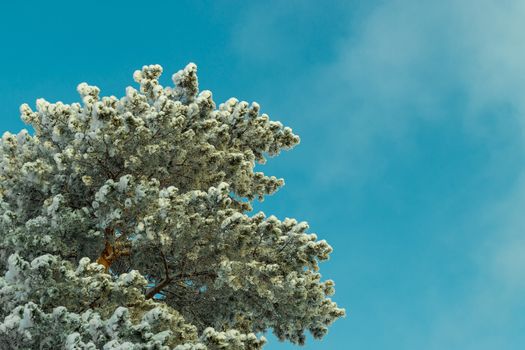 Branches of tall pine in snow against blue sky. Bottom view.