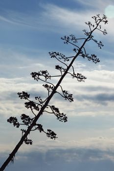 A long flowering branch of agave against the blue sky ,high contrast ,