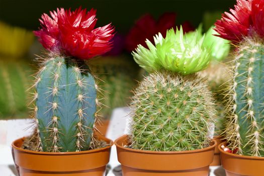 A number of green cacti with flowers on top. View from the front.