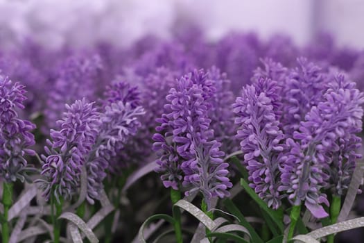 Lavender Flowers Pink Colors Blur Background. Front view