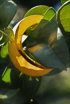 Detail of the green leaves of a cherry laurel tree ( common laurel - prunus ), one leaf is yellow , selective focus ,saturated colors