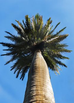 One beautiful palm tree (jubaea chilensis ,chile cocopalm )against the blue sky , low angle view ,