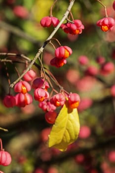 Fantastic spindle tree-euonymus europaeus -detail of the red  fruits  with bright orange seeds , decorative flowering plant for gardenss