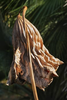 Impressive dry lotus flower  leaf-american lotus - close-up, beautiful leaf texture   ,vertical composition