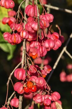 Fantastic spindle tree-euonymus europaeus -detail of the red  fruits  with bright orange seeds , decorative flowering plant for gardenss