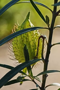 One immature fruit of gomphocarpus fruticosus  (asclepias fruticosa -arghel -or ballon cotton bush ), the fruit is balloon like covered with soft spines , the stem is S-shaped , dark green leaves are near the fruit ,the background is green and out of focus 