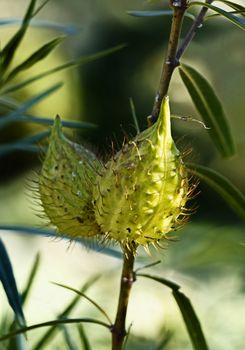 Fruits of gomphocarpus fruticosus  (asclepias fruticosa -arghel -or balloon  cotton bush ), the fruit is balloon like covered with soft spines , the stem is S-shaped , dark green leaves are near the fruit 