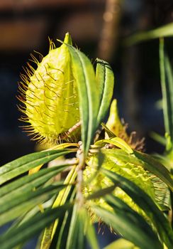 Fruit of gomphocarpus fruticosus  (asclepias fruticosa -arghel -or balloon  cotton bush ), the fruit is balloon like covered with soft spines ,  the background is out of focus