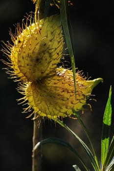 Fruits of gomphocarpus fruticosus  (asclepias fruticosa -arghel -or balloon cotton bush ), the fruit is balloon like covered with soft spines , the stem is S-shaped , dark green leaves are near the fruit 