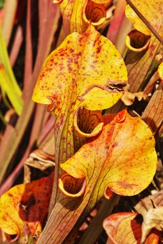 Yellow pitcher mouth with operculum of a pitcher plant -sarracenia flava-, the operculum is yellow with red spots ,focus on the foreground ,leaves in the background 