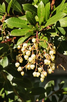 Beautiful white strawberry  tree flowers , a small branch with bell-shaped flowers , light and shadows