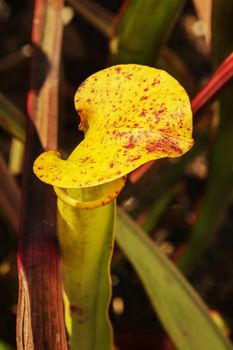 Yellow pitcher mouth with operculum of a pitcher plant -sarracenia flava-, the operculum is yellow with red spots ,focus on the foreground ,leaves in the background 