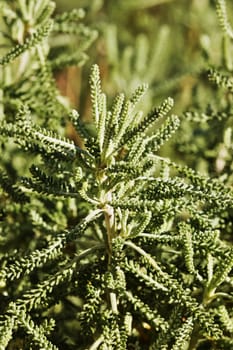 Beautiful holy flax -santorina rosmarinifolia- compact evergreen shrub , narrow aromatic green leaves in a sunny day