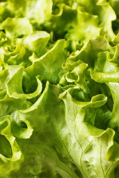Bright and wavy green  lettuce  , fantastic leaves detail , abstract effect  , high contrast 
