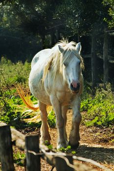 A fantastic white horse runs in the  countryside ,the animal is backlighted ,fur , tail and mane are brigh and beautiful , vertical composition
