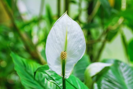 Spathiphyllum (Peace lily) Flower.  Evergreen herbaceous perennial plant
