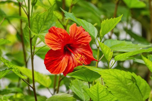 Hibiscus, genus of flowering plants in the mallow family, Malvaceae