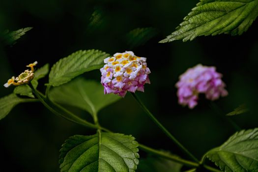 Lantana - perennial flowering plants in the verbena family