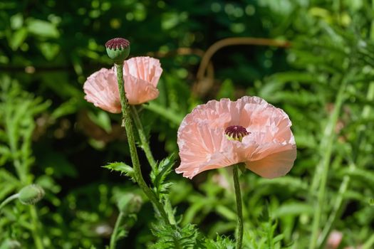 Blossom of poppy in the middle of the summer