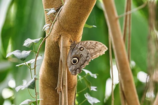 Caligo oedipus or boomerang owl butterfly