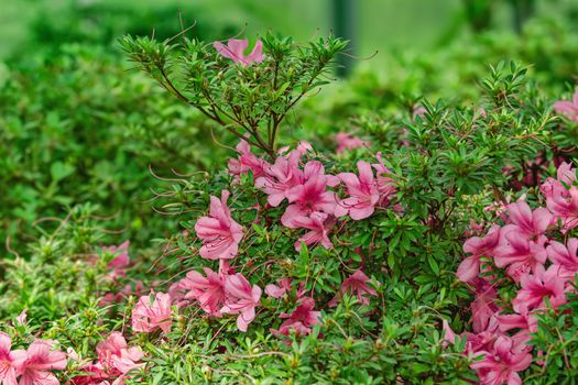 Blooming Rhododendron flowers in the forest