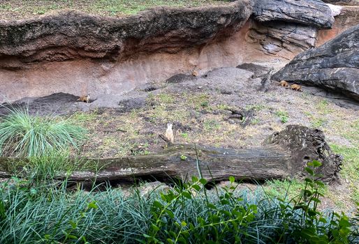 A mob or gang of meerkats eating and playing in a zoo exhibit.