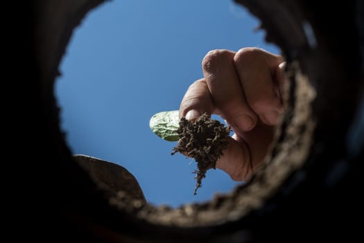 the hardworking hand that cultivates the garden seen from the inside of the earth