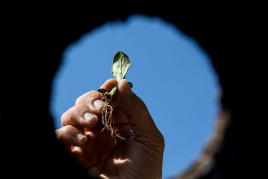 the hardworking hand that cultivates the garden seen from the inside of the earth