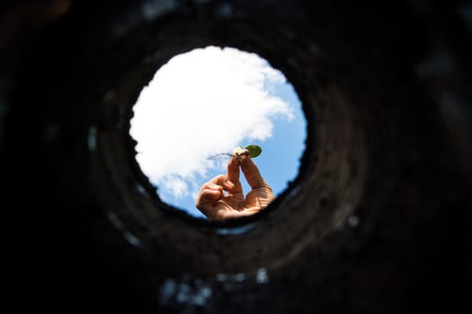 the hardworking hand that cultivates the garden seen from the inside of the earth