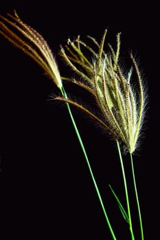 Flower of Swallen Finger grass in black background