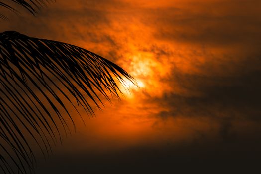 black silhouette coconut leaves against beautiful orange colors on the background sky,