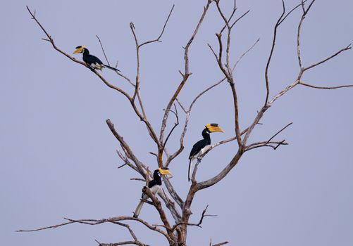 Great hornbill birds perched on a dead tree, clear skies