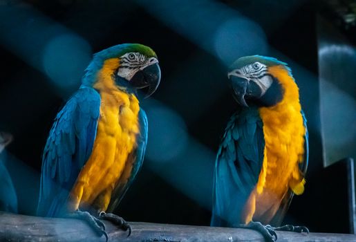 Blue Throated macaw pair looking at each other in a dark birdcage