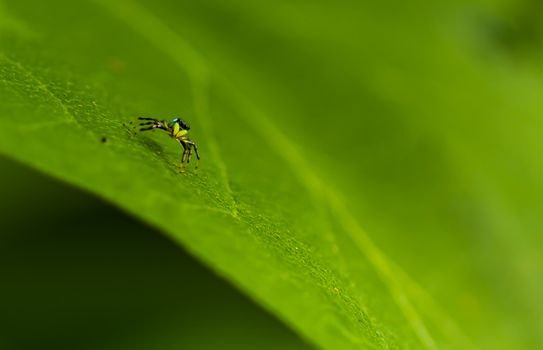 Small yellow spider baby on a green leaf close up world of the macro photograph