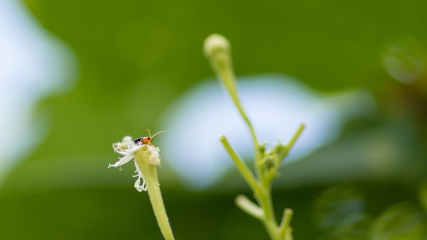 A small orange bug destroyed the flower