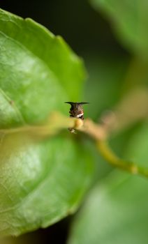 Scary Ugly looking insect grabs onto a stem of a leaf macro photograph