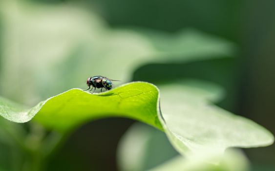 Housefly on a green leaf in the garden close up macro photograph