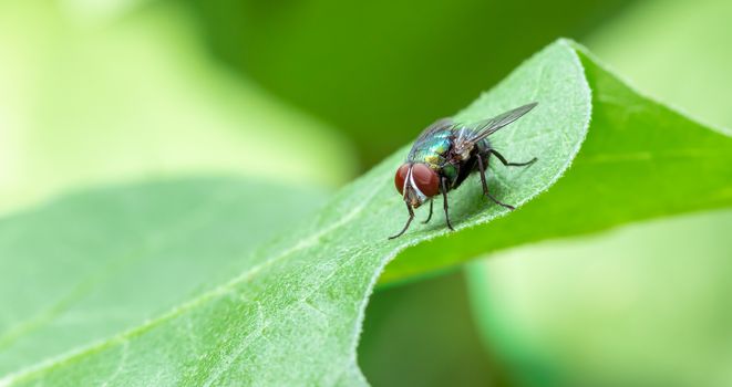 Common Housefly on a green leaf in the garden close up macro photograph