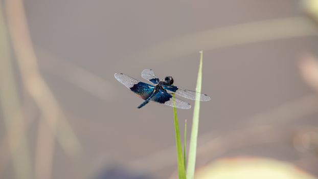 Dragonfly perched on top of a grass leaf against the softer background.