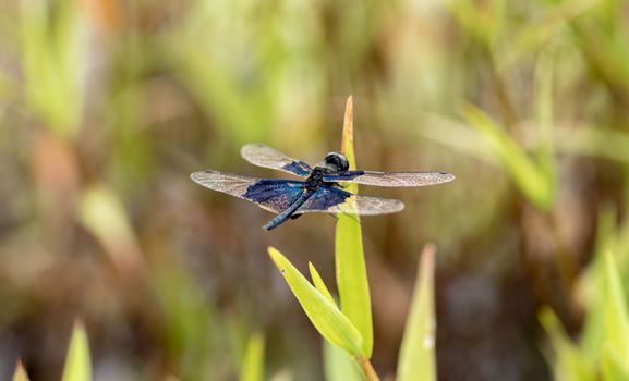 vivid colors on dragonfly wings, sunbathing in summer garden macro photography